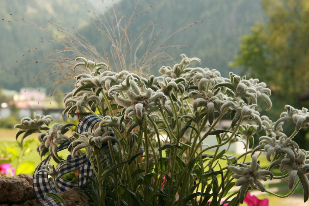 Das Edelweiss Graen Exterior photo